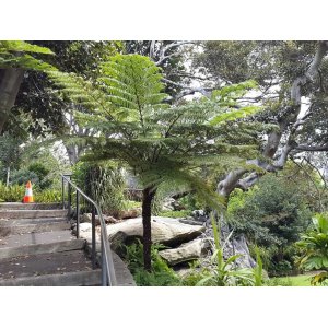 Stromová papraď (Cyathea cooperi) - výška 70-90 cm, kont. C7L